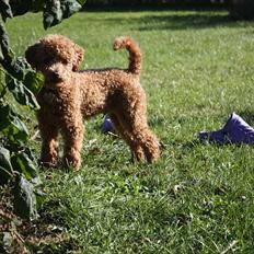 Dværgpuddel | Buller