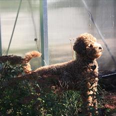 Dværgpuddel | Buller