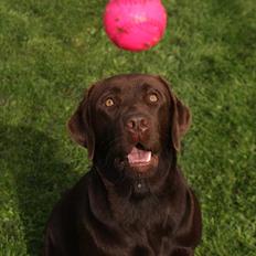 Labrador retriever Noguat