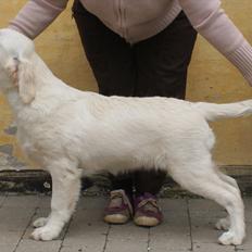 Golden retriever Höhrmann's Bring It On