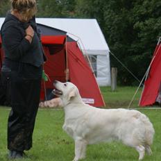 Golden retriever Höhrmann's Amélia