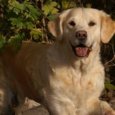Golden retriever Emma