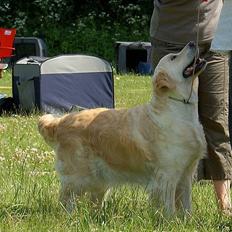 Golden retriever Emma