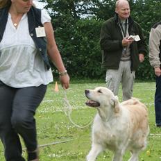 Golden retriever Emma