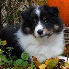 Shetland sheepdog Zarvo'r Precious Black Diamond