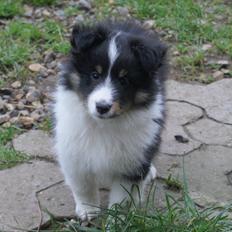 Shetland sheepdog Zarvo'r Precious Black Diamond
