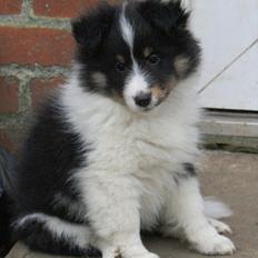 Shetland sheepdog Zarvo'r Precious Black Diamond
