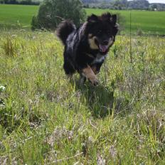 Finsk lapphund Sigurd - avlshan 