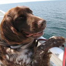 Kleiner münsterländer Astro