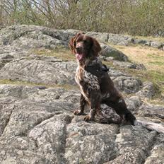 Kleiner münsterländer Astro
