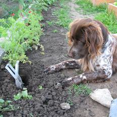 Kleiner münsterländer Astro