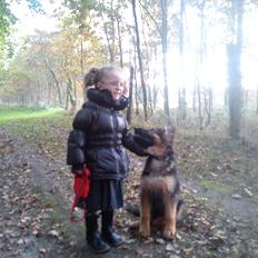 Schæferhund langhåret - Glenn´s Cherokee <3 (Chia)