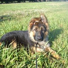 Schæferhund langhåret - Glenn´s Cherokee <3 (Chia)