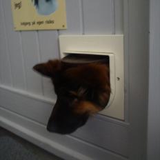 Schæferhund langhåret - Glenn´s Cherokee <3 (Chia)