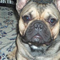 Fransk bulldog Carlo