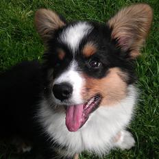 Welsh corgi cardigan Hashfan Opium Boy (Eddy)