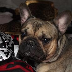 Fransk bulldog Carlo