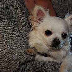 Chihuahua Miley