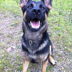 Schæferhund J'Unique Du Triangle Magique (Unique)