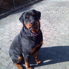 Rottweiler Canto (svigerforælders)