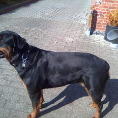 Rottweiler Canto (svigerforælders)