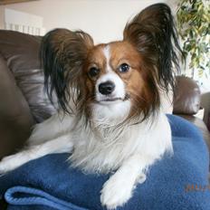 Papillon Gallinas Ninja (Liam)