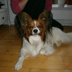 Papillon Gallinas Ninja (Liam)