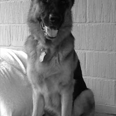 Schæferhund Kiba (Sandkærgårds Klodo)