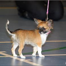 Chihuahua Martina´s Medina