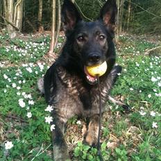 Schæferhund Xilli Von Der Siegertshöhe (Xilli)