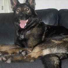 Schæferhund Xilli Von Der Siegertshöhe (Xilli)