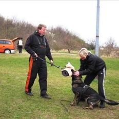 Schæferhund Xilli Von Der Siegertshöhe (Xilli)