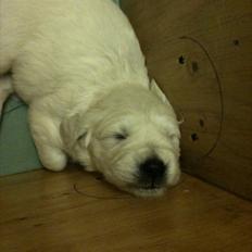 Golden retriever Karla