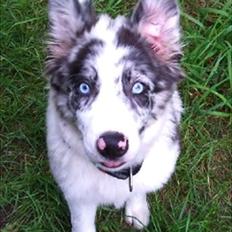 Border collie Alasdair aka Diesel From The Stone Of Scone