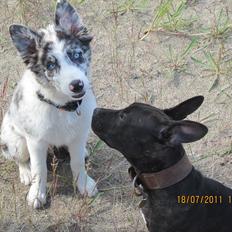 Border collie Alasdair aka Diesel From The Stone Of Scone