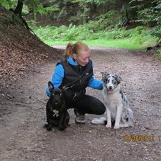 Border collie Alasdair aka Diesel From The Stone Of Scone