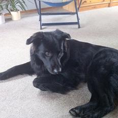 Blanding af racer Bamse.