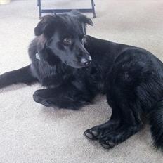 Blanding af racer Bamse.