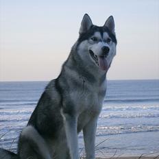 Siberian husky Sif <3