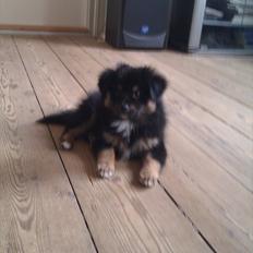 Blanding af racer Maximus