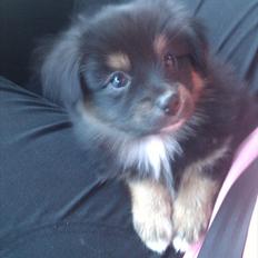 Blanding af racer Maximus