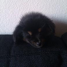 Blanding af racer Maximus