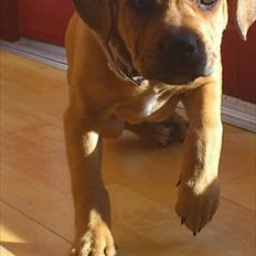 Blanding af racer Tally