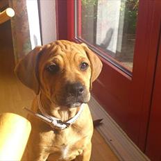 Blanding af racer Tally