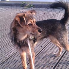 Blanding af racer Virginia