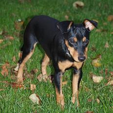 Dvaergpinscher Vaks 