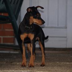 Dvaergpinscher Vaks 