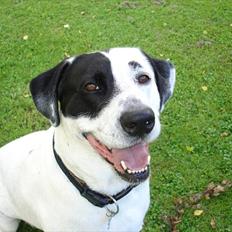 Blanding af racer Balder *HIMMELHUND*