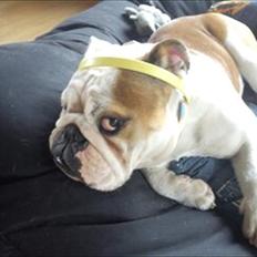 Engelsk bulldog Bertha