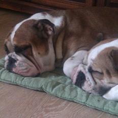 Engelsk bulldog Amigo